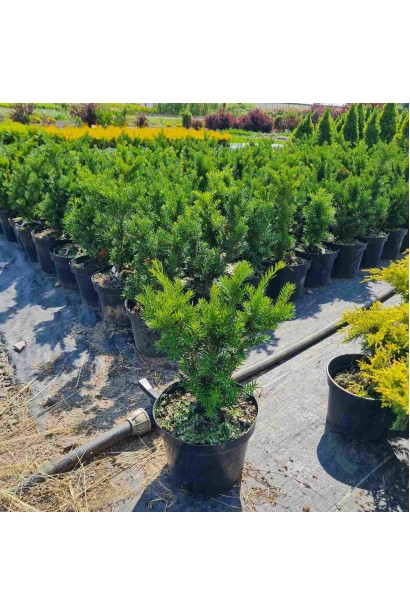 Тис остроконечный Нана - 5л/вис.35-40см/Ø15-25см